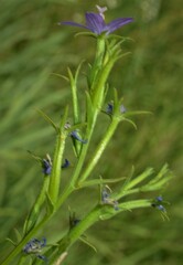 Triodanis leptocarpa