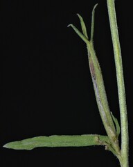 Triodanis leptocarpa