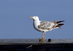 Larus michahellis