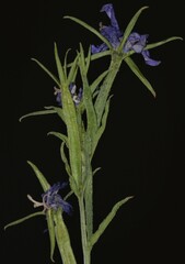 Triodanis leptocarpa