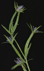 Triodanis leptocarpa