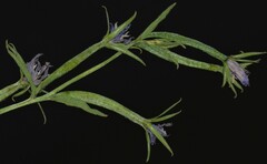 Triodanis leptocarpa