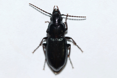 Pterostichus adstrictus