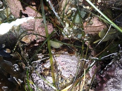 Chamberlainium tumidum