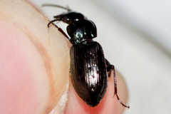 Pterostichus adstrictus