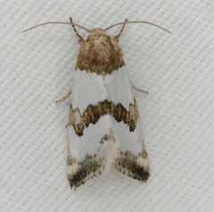 Schinia chryselloides