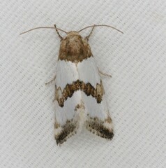 Schinia chryselloides