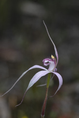 Caladenia × suffusa