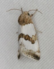 Schinia chryselloides