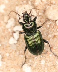 Poecilus scitulus