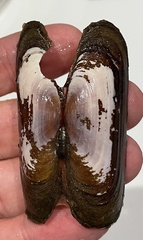 Tagelus peruvianus