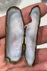 Tagelus peruvianus