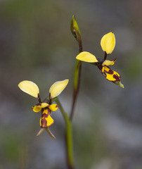 Diuris decrementa