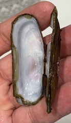 Tagelus peruvianus