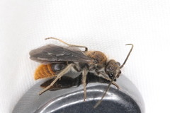 Sphaeropthalma marpesia