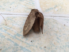 Dendrolimus punctata