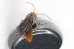 Sphaeropthalma marpesia