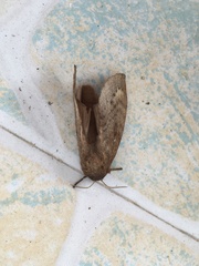 Dendrolimus punctata