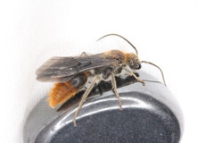 Sphaeropthalma marpesia