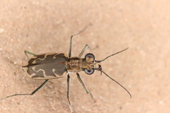 Ellipsoptera sperata