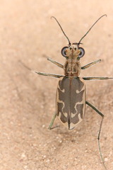Ellipsoptera sperata
