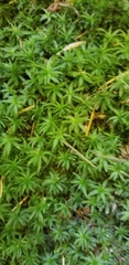 Atrichum selwynii