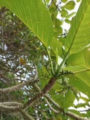 Dendrocnide kotoensis