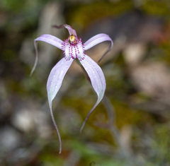Caladenia × suffusa