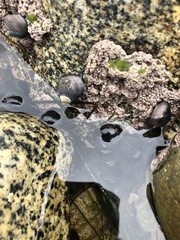 Chamberlainium tumidum