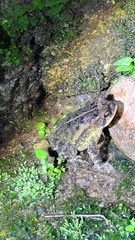 Incilius porteri
