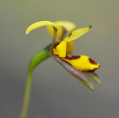 Diuris decrementa
