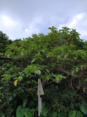 Dendrocnide kotoensis