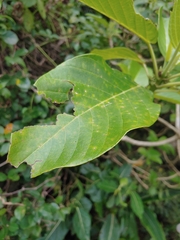 Dendrocnide kotoensis