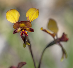 Diuris brachyscapa