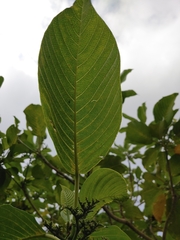 Dendrocnide kotoensis