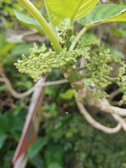 Dendrocnide kotoensis