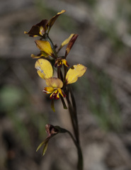 Diuris brachyscapa