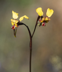 Diuris brachyscapa