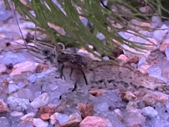 Macrobrachium japonicum