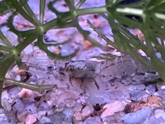 Macrobrachium japonicum