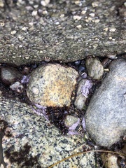 Chamberlainium tumidum