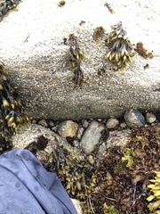 Chamberlainium tumidum