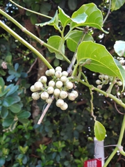 Tetrastigma lanyuense