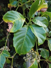 Tetrastigma lanyuense