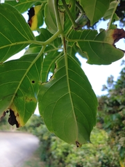 Tetrastigma lanyuense