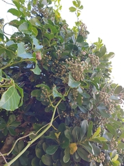 Tetrastigma lanyuense