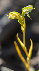 Pterostylis occulta