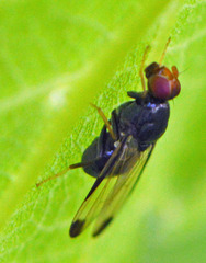 Seioptera vibrans
