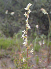 Prasophyllum plumiforme