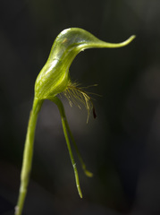 Pterostylis turfosa